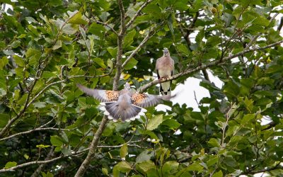 Turtle Dove Release