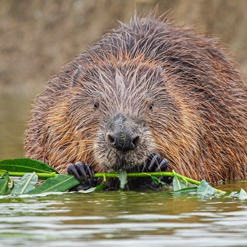 Rewilding Coombeshead