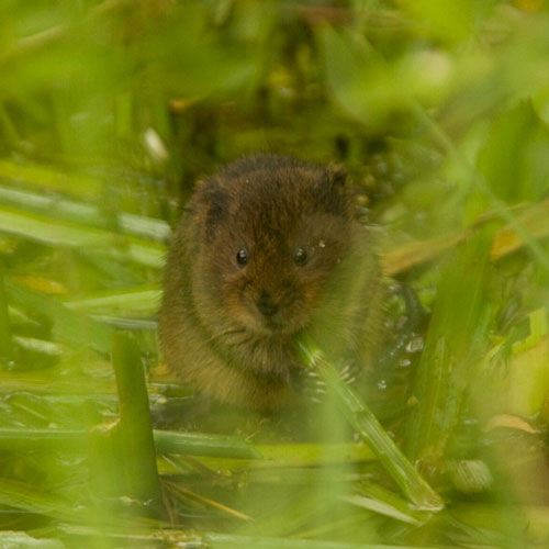 Watervole-RWCH1