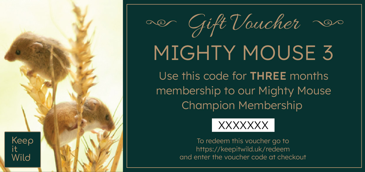 KiW Gift Voucher MM3X v2
