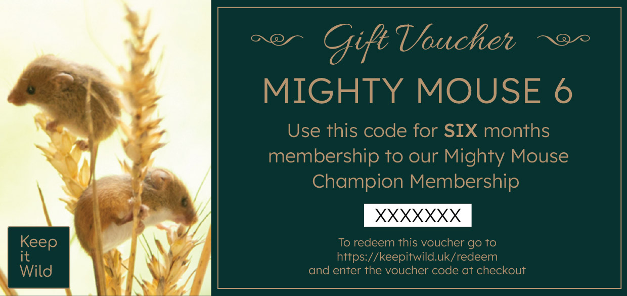 KiW Gift Voucher MM6X v2